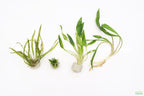 Cryptocoryne Aquarium Plant Pack product image 4