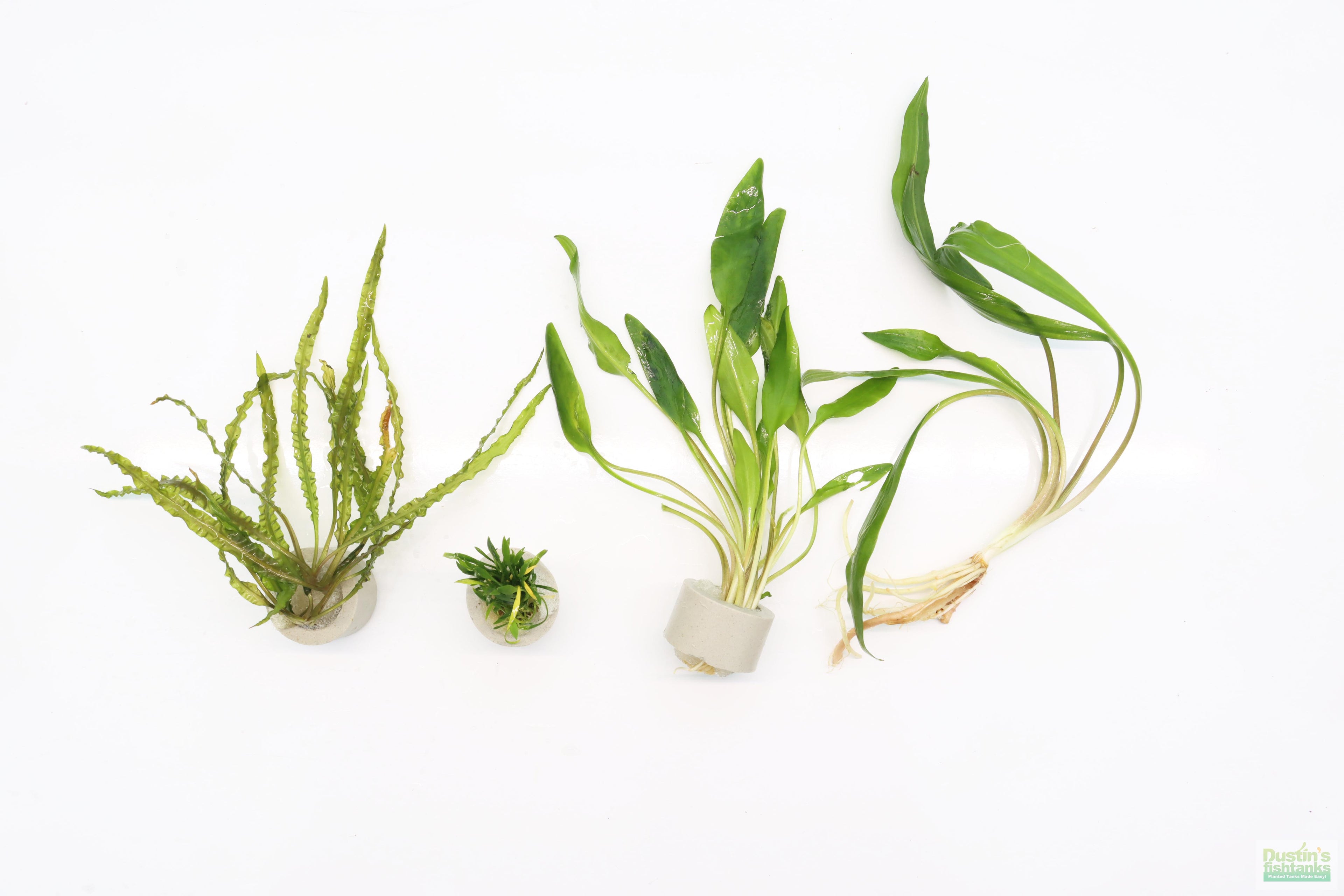 Cryptocoryne Aquarium Plant Pack product image 4
