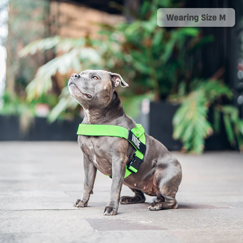 Adjustable Grab-Handle Dog Harness product image 23