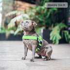Adjustable Grab-Handle Dog Harness product image 23