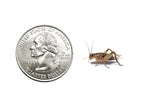 Live Banded Cricket Feeder Insects product image 3