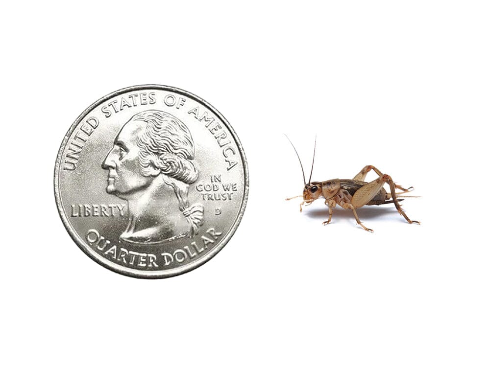 Live Banded Cricket Feeder Insects product image 3