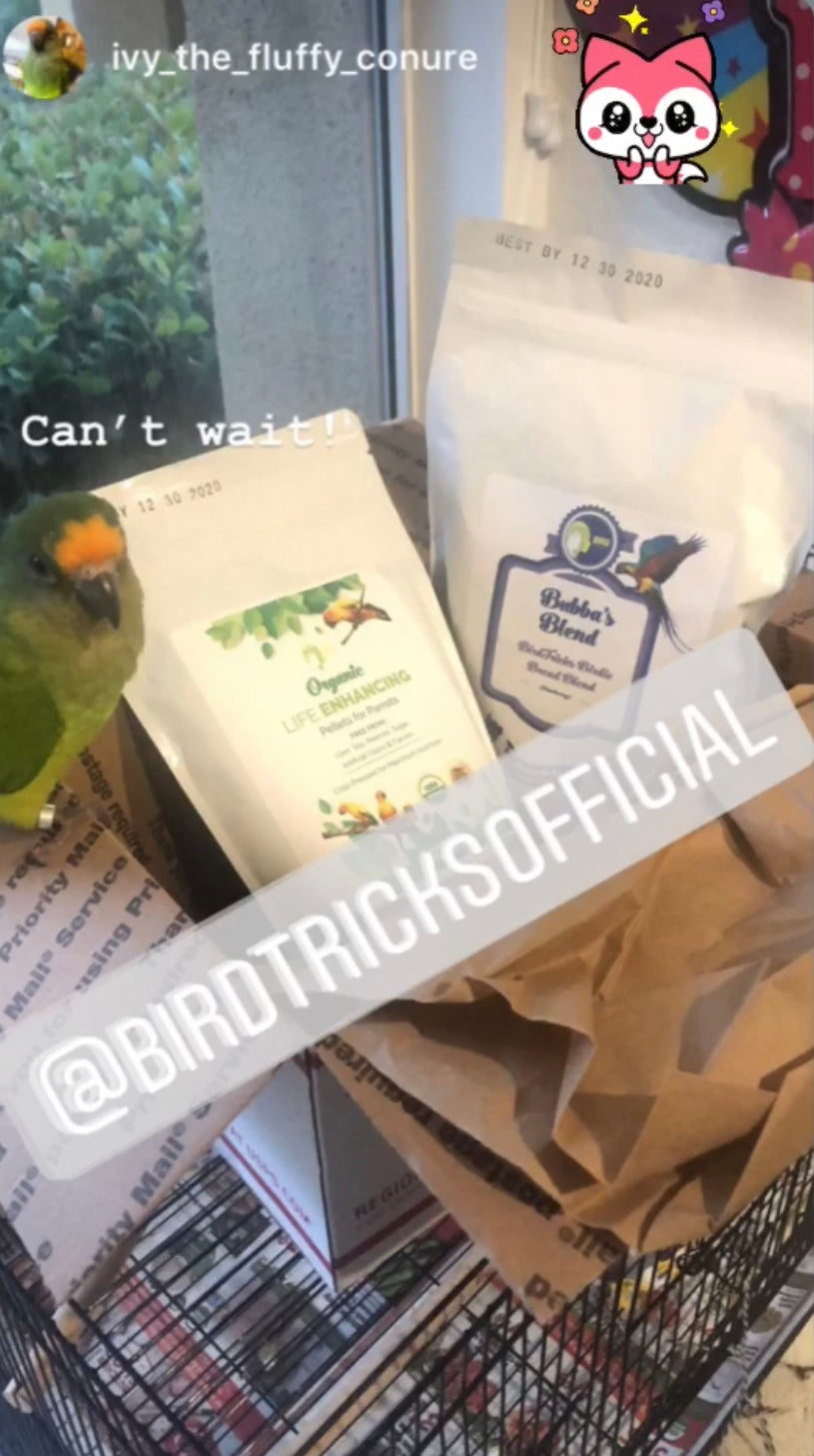 Parrot Birdie Bread Mix Bundle product image 28