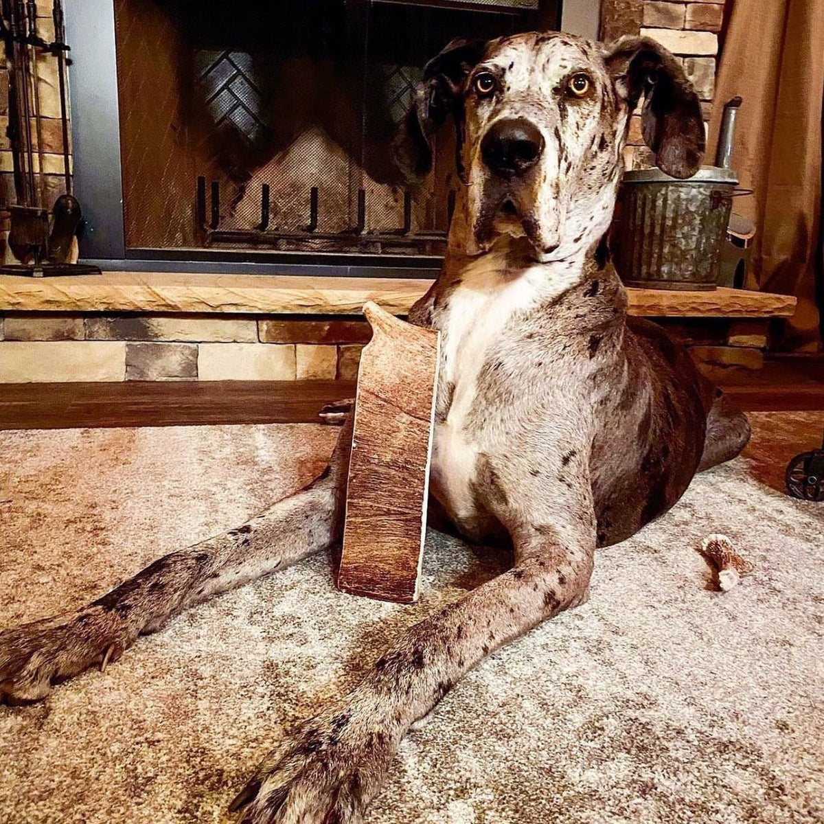 Moose Antler Paddle Dog Chew product image 5