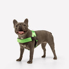 Adjustable Grab-Handle Dog Harness product image 22