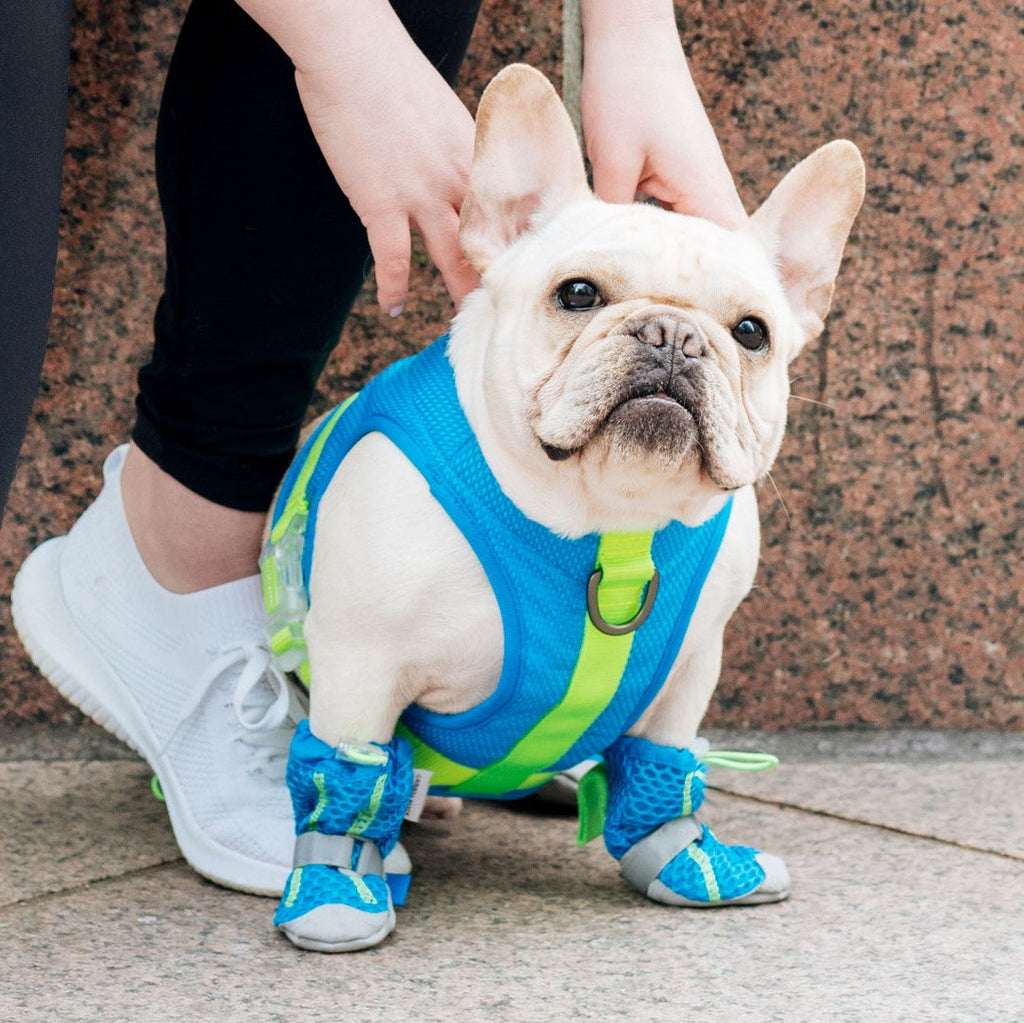 Hot Pavement Dog Boots product image 9