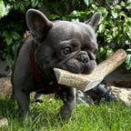 Elk Antler Chews product image 1