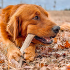 Elk Antler Chews product image 3