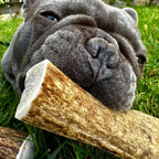 Elk Antler Chews product image 4