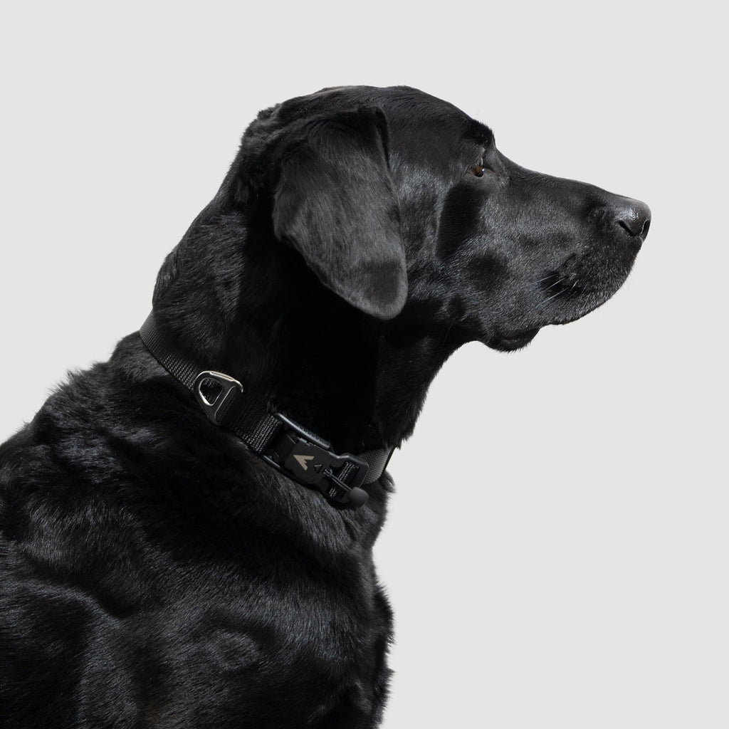 Adjustable Lightweight Dog Collar product image 2