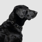 Adjustable Lightweight Dog Collar product image 2