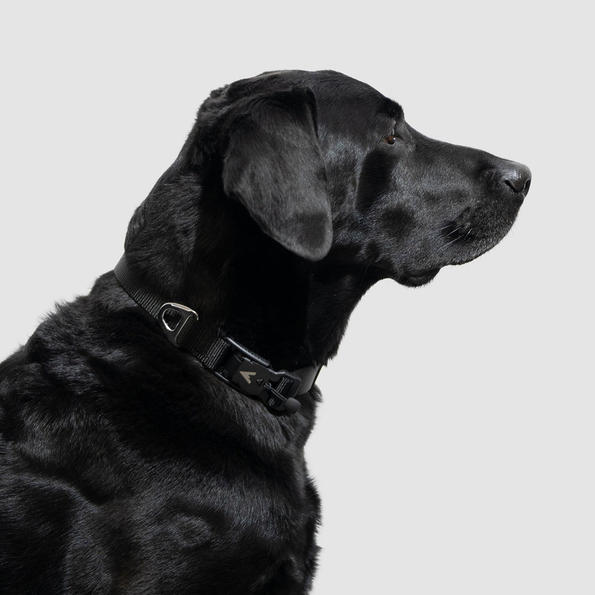 Adjustable Lightweight Dog Collar product image 2