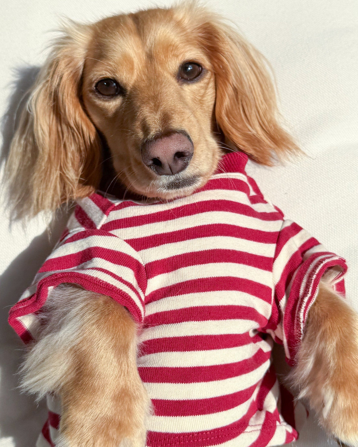 Dog T-Shirt product image 11