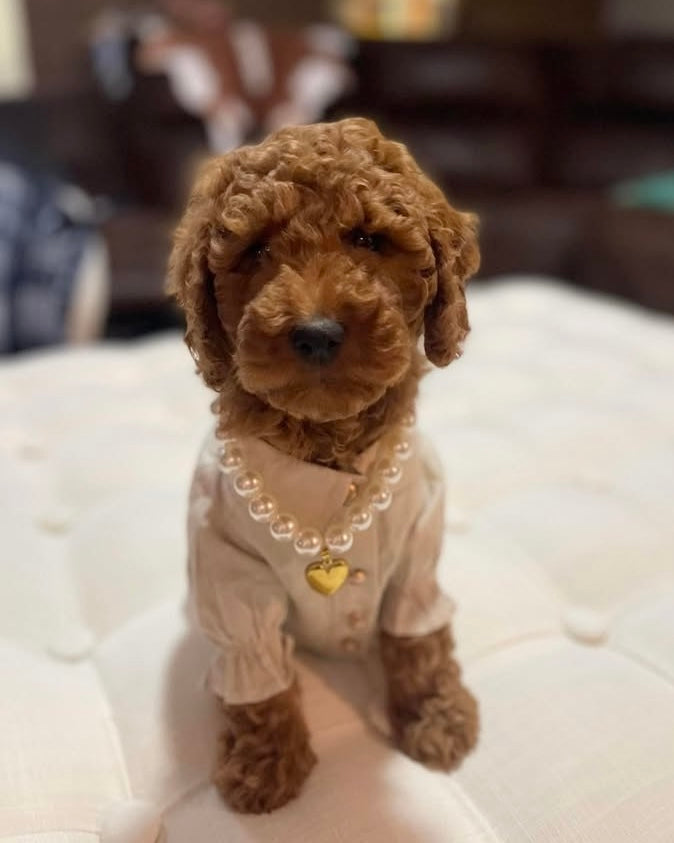 Stylish Polished Pup Skinny Pearl Dog Necklace, crafted with elegant pearls for a sophisticated look, ideal for your pup's wardrobe.