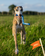 Dog Fetch Toy product image 3