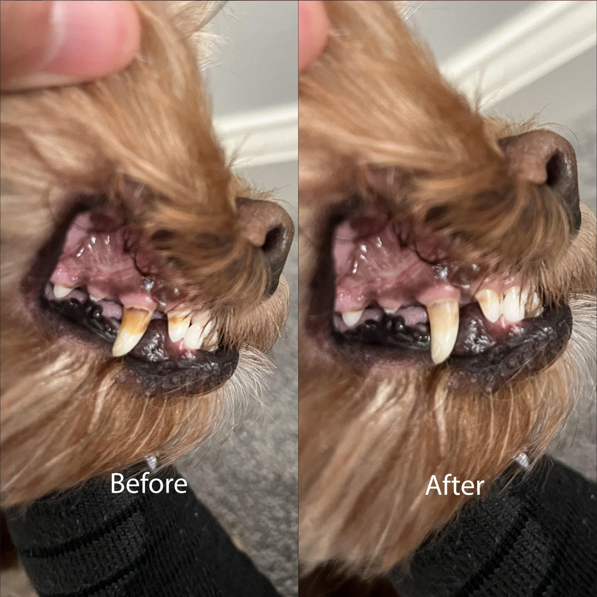 Dog Dental Chews product image 3