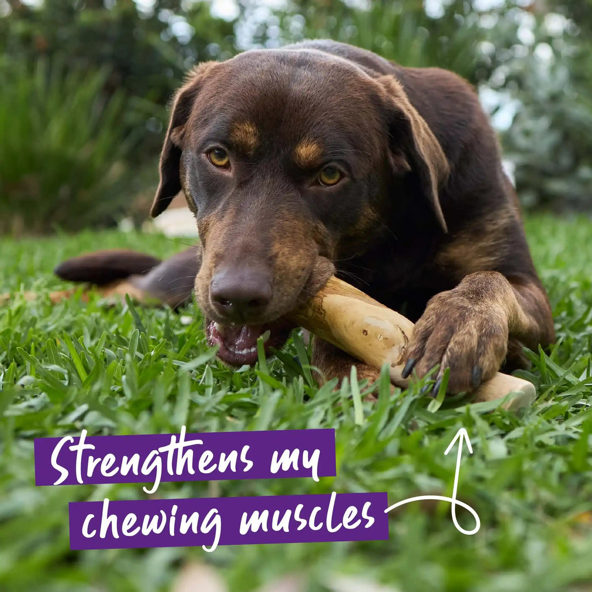Coffee Wood Dog Chew product image 7