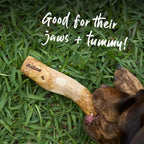 Coffee Wood Dog Chew product image 8