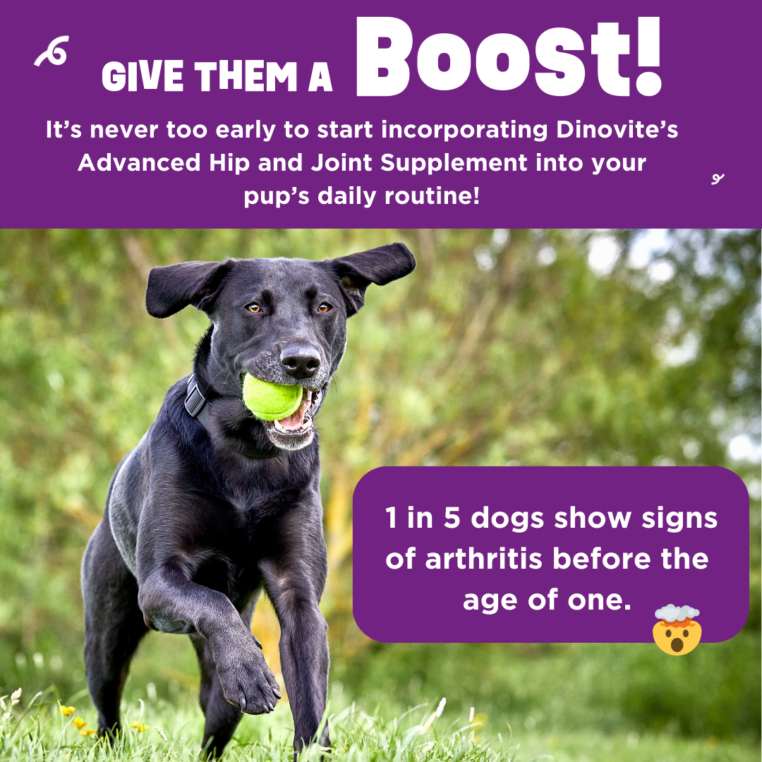 Liquid Dog Joint Supplement product image 7