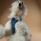 Adjustable Dog Harness product image 2