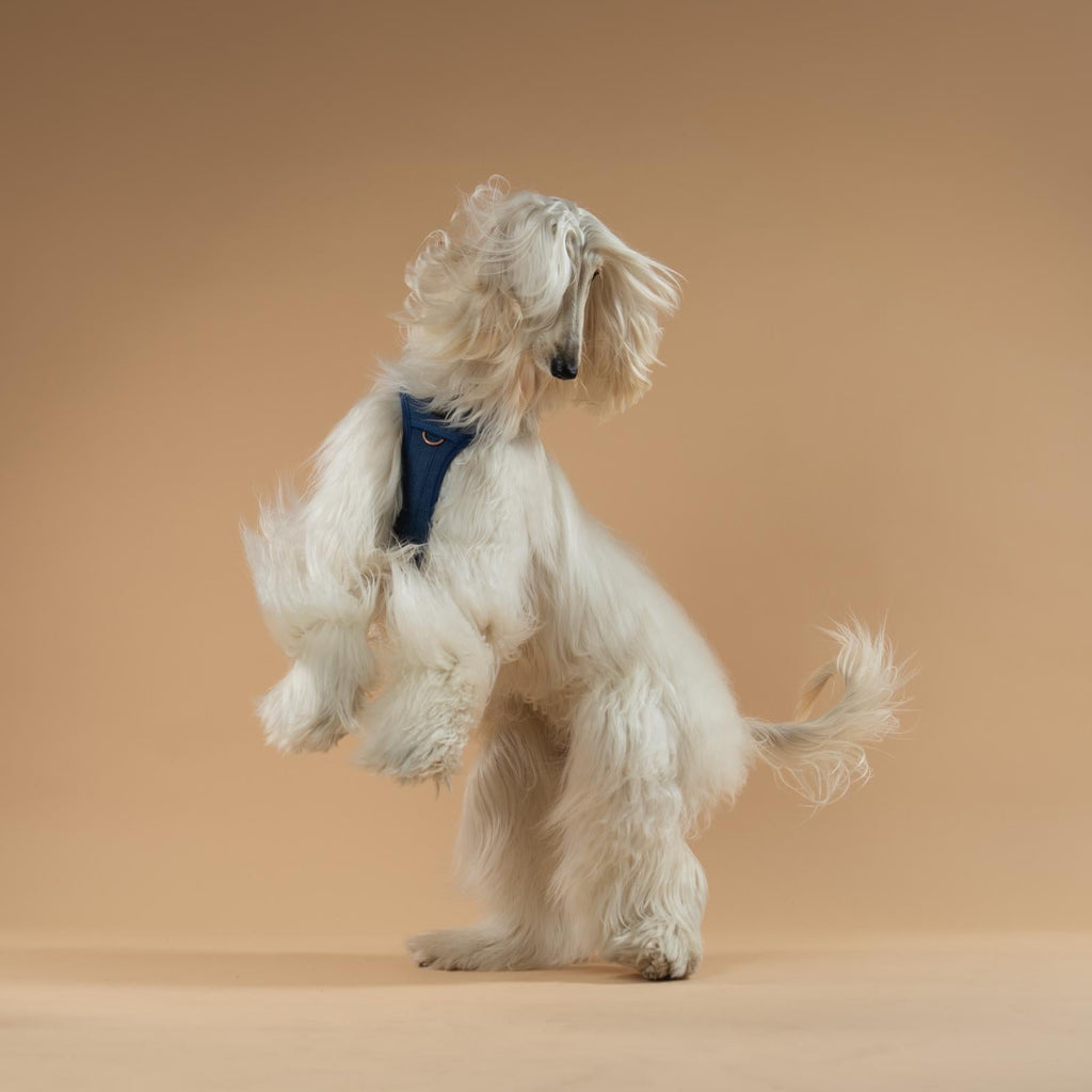 Adjustable Dog Harness product image 8