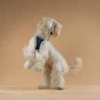 Adjustable Dog Harness product image 8