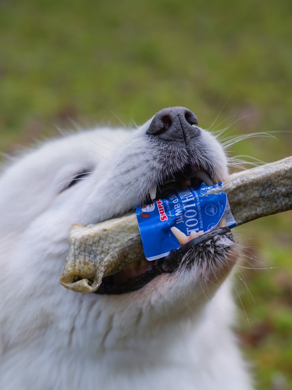 Dog Dental Chews product image 3