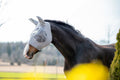 Horse Fly Mask product image 4