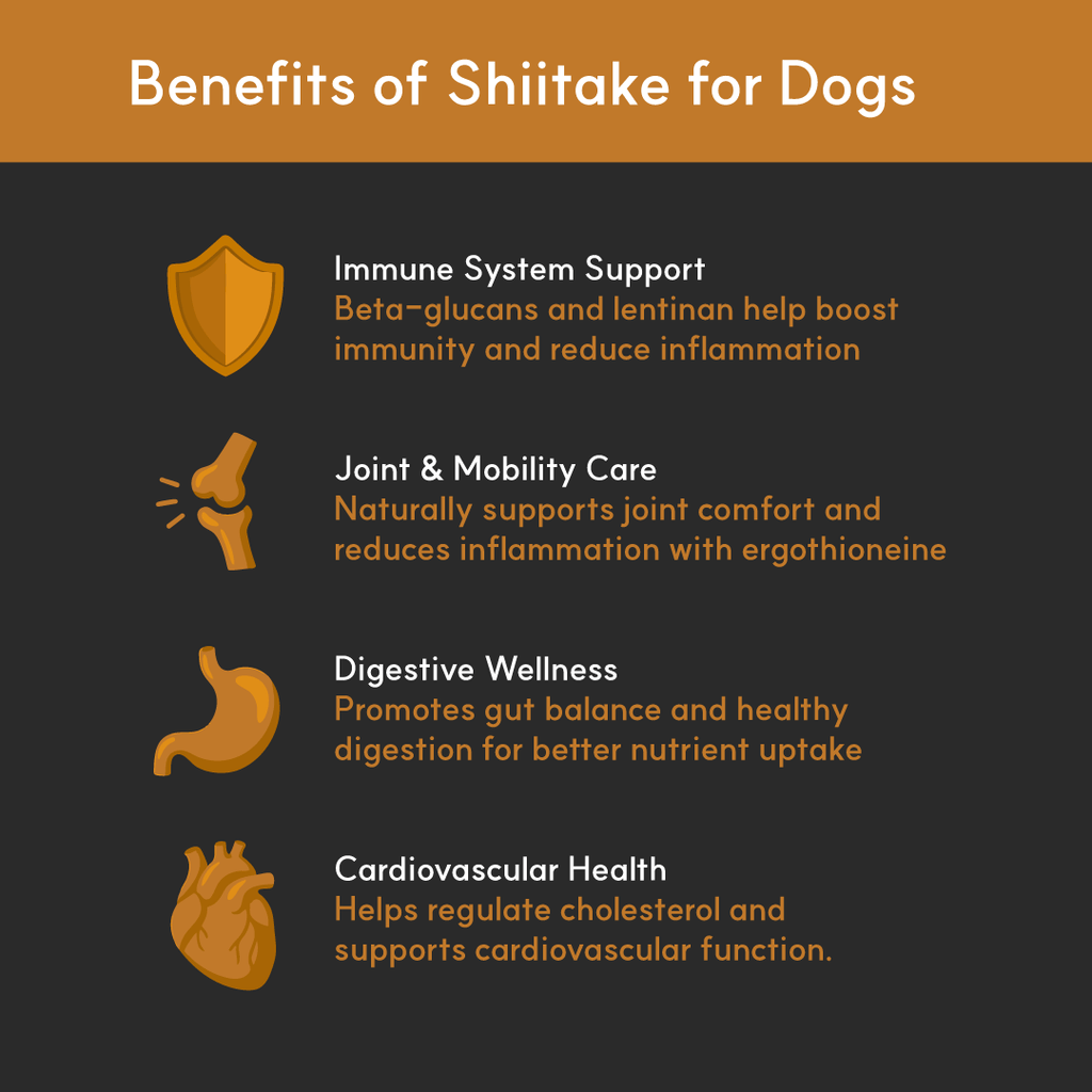 Shiitake Mushroom Extract product image 2
