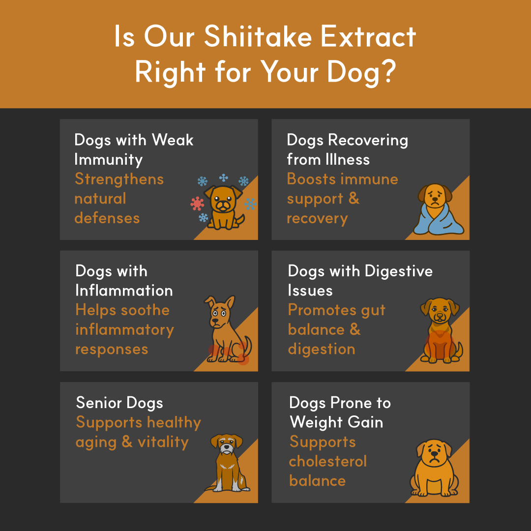 Shiitake Mushroom Extract product image 6
