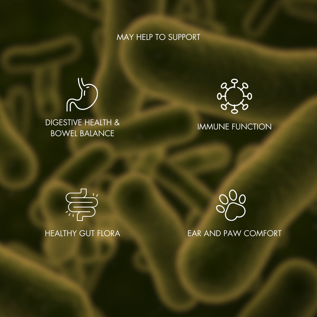 Dog Probiotic Chew product image 3