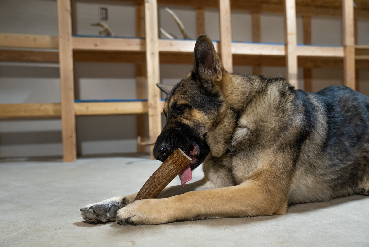 Split Elk Antler Dog Chew product image 3