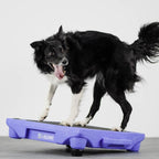 Elevated Dog Training Platform product image 3