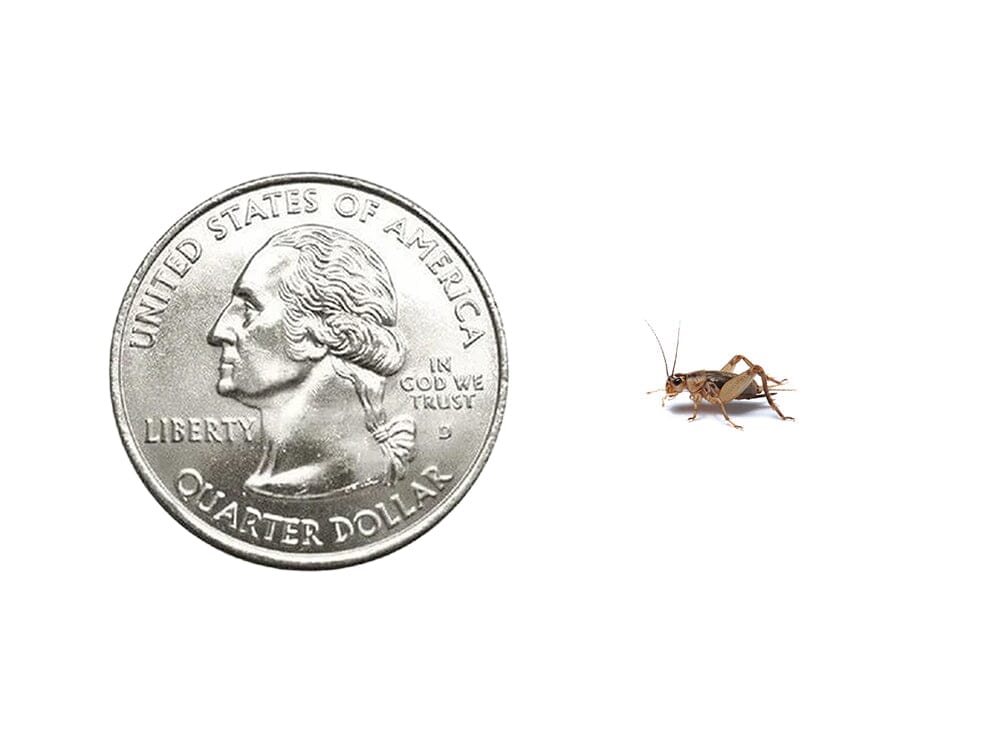 Live Banded Cricket Feeder Insects product image 4