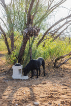 Automatic Pet Waterer product image 8