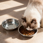 Cat Bowl product image 6