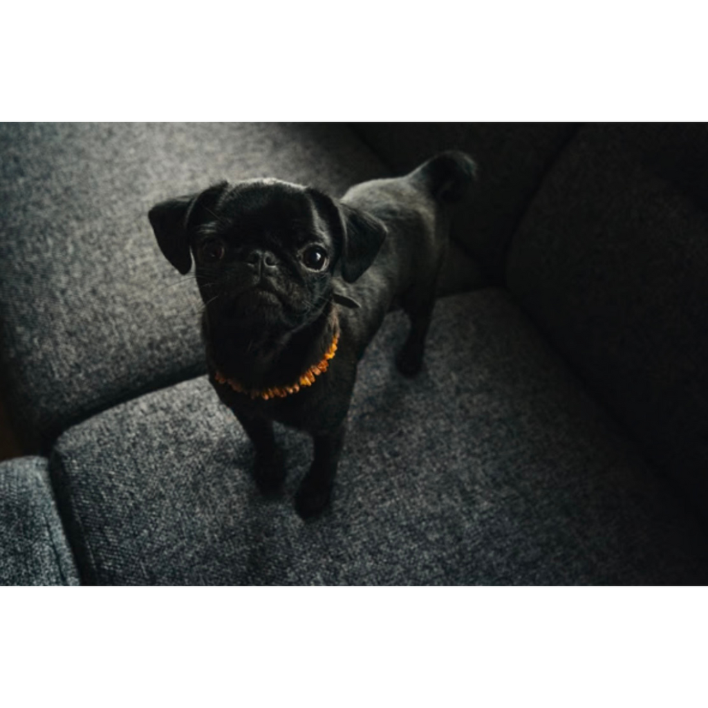 Flea Tick Collar product image 4