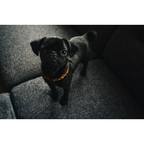 Flea Tick Collar product image 4