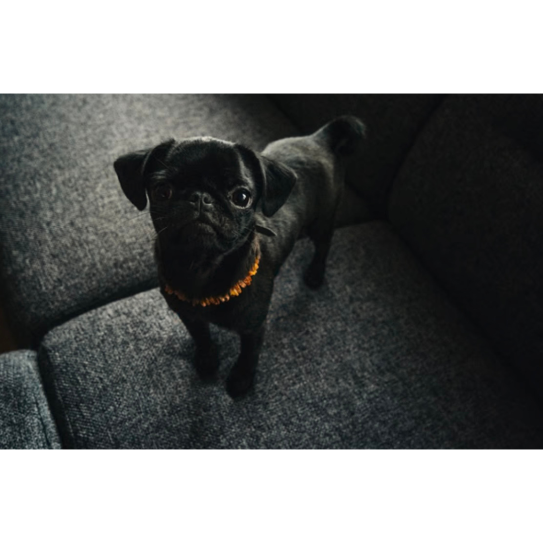 Flea Tick Collar product image 4