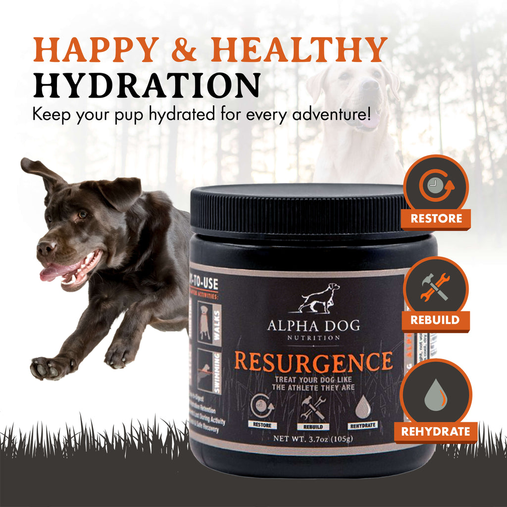 Dog Hydration and Recovery Supplement product image 2