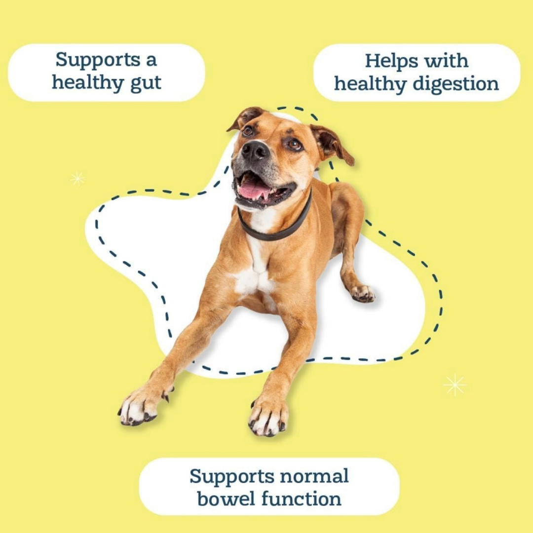 Dog Digestive Supplement product image 2