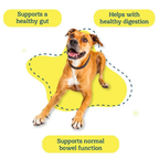 Dog Digestive Supplement product image 9