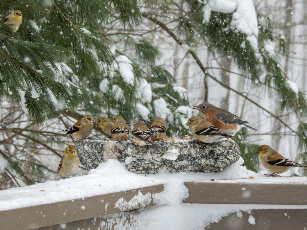 Hand-Chiseled Granite Puddle Stone Birdbath product image 3