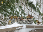Hand-Chiseled Granite Puddle Stone Birdbath product image 3