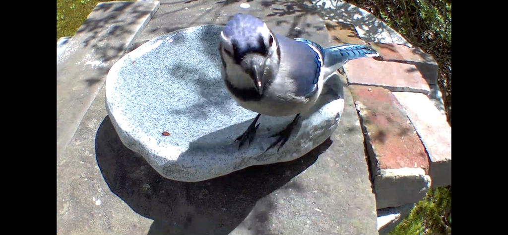 Hand-Chiseled Granite Puddle Stone Birdbath product image 4