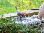 Hand-Chiseled Granite Puddle Stone Birdbath product image 8