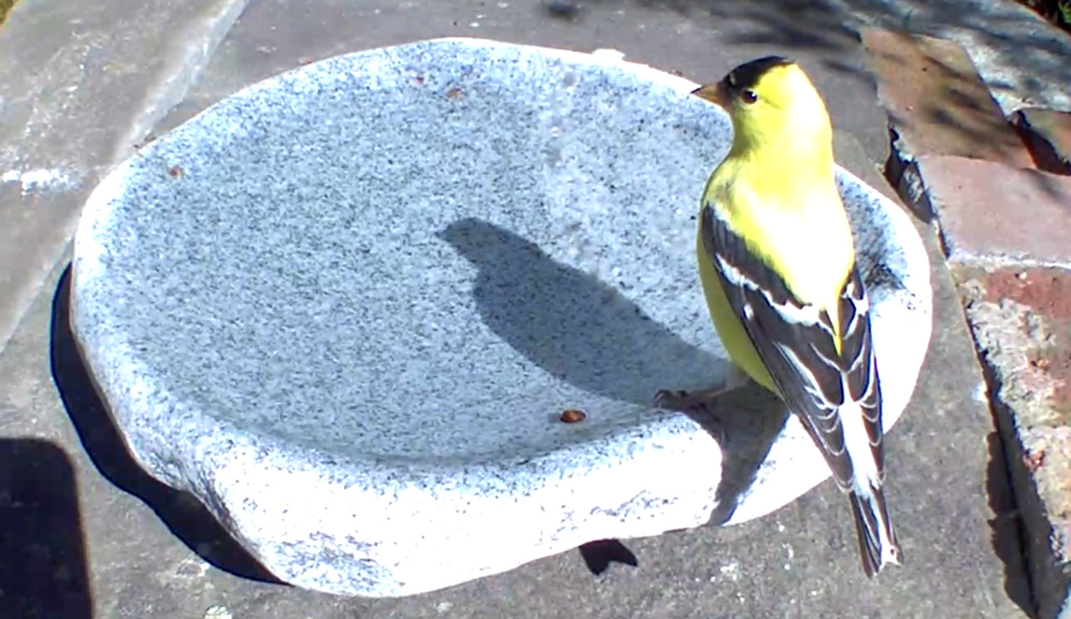 Hand-Chiseled Granite Puddle Stone Birdbath, Originals