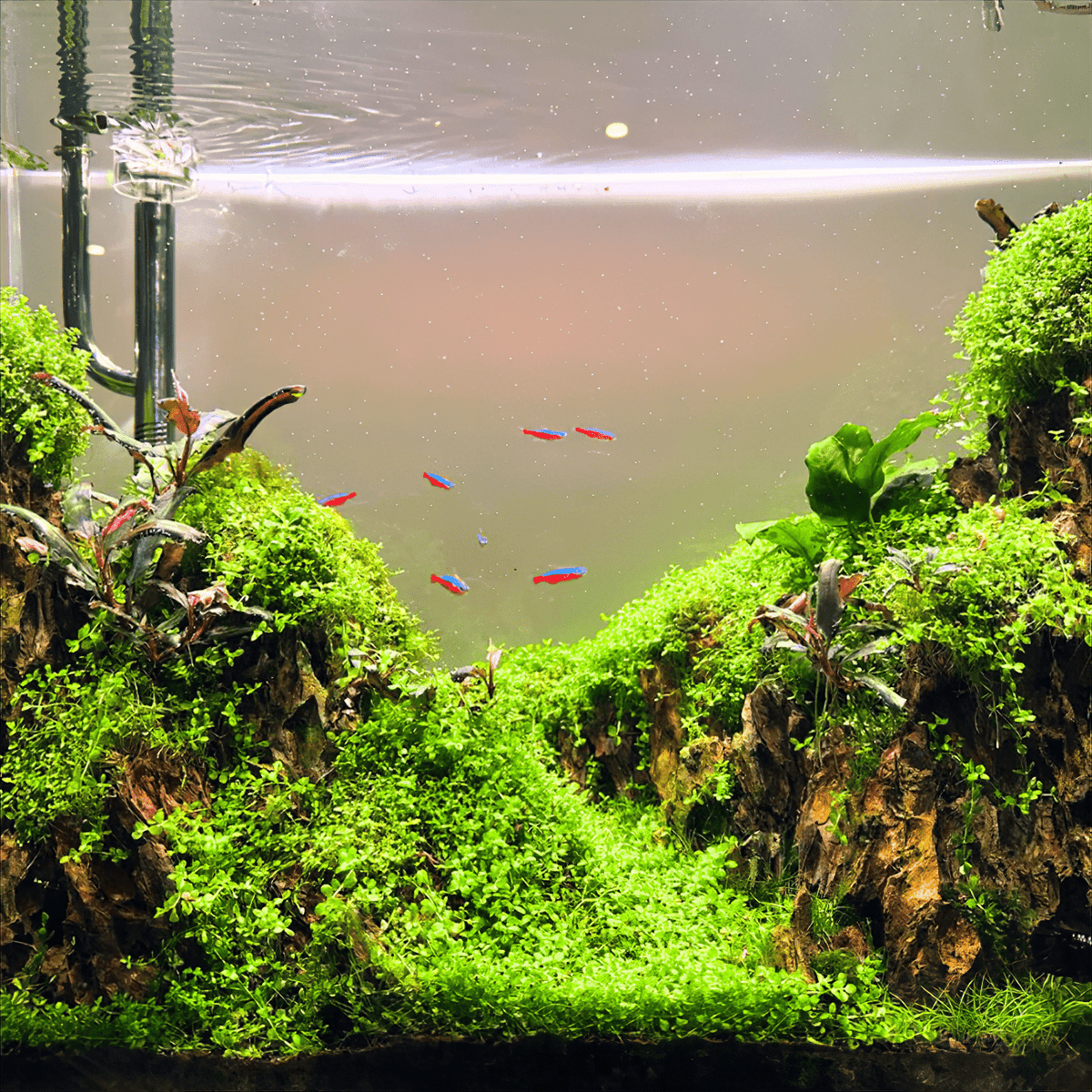 Aquarium Light product image 11