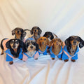 Dog Polo Pullover product image 1