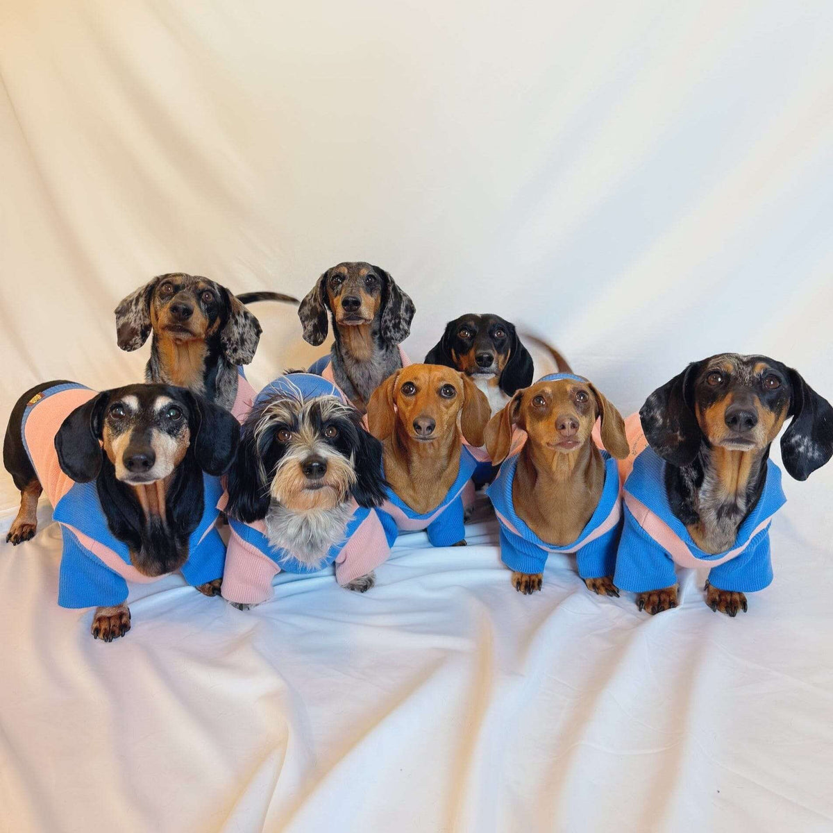 Dog Polo Pullover product image 1